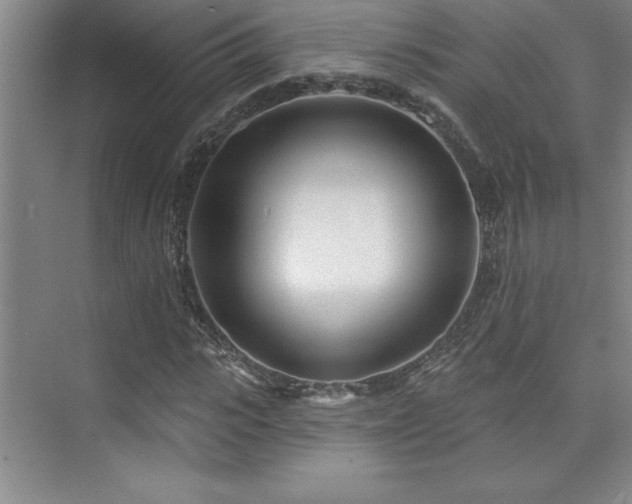 X0000073830919200608101159