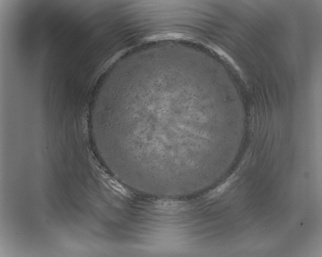 X0000073830921200608101159