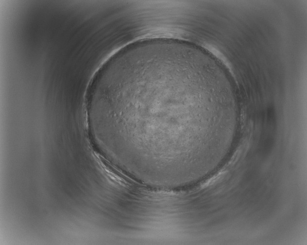 X0000073830925200608101159