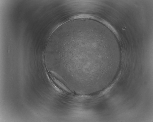 X0000073830953200608101200