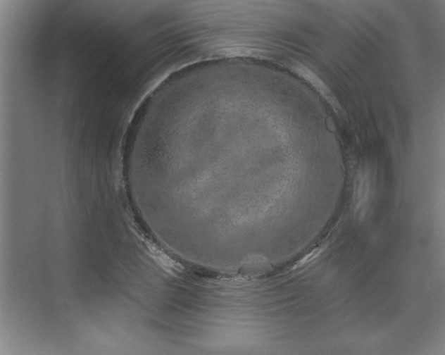 X0000073831023200608101158