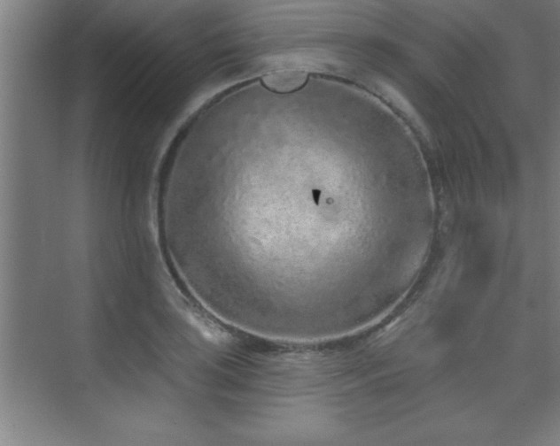 X0000073831035200608101158