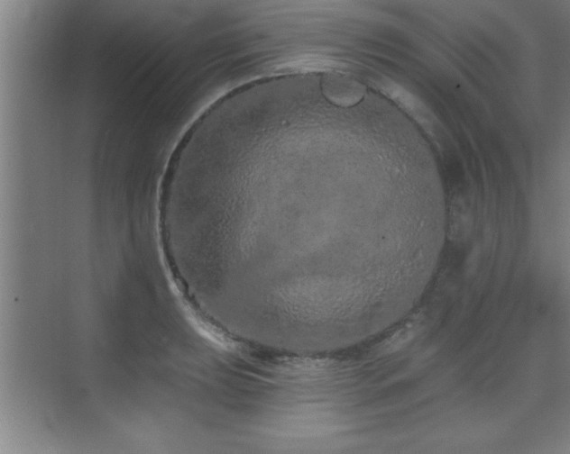 X0000073831039200608101158