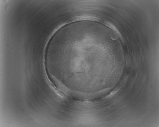 X0000073831043200608101158