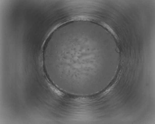 X0000073831075200608101157