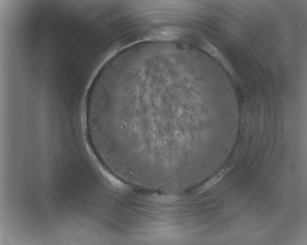 X0000073831083200608101157