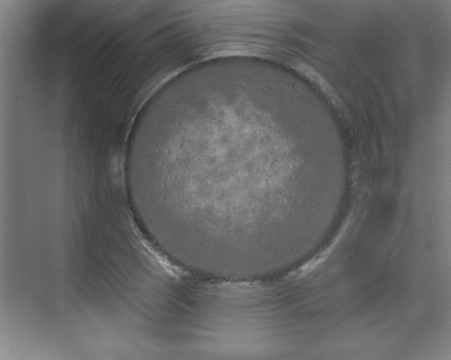 X0000073831121200608101156