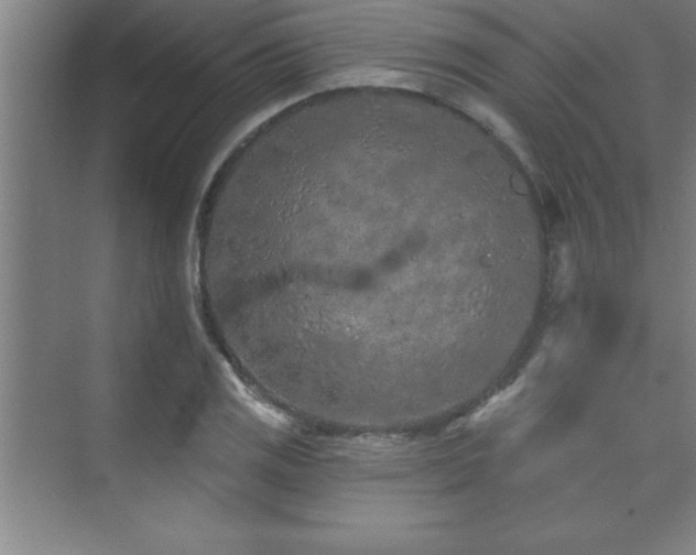 X0000073831125200608101156