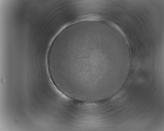 X0000073831243200608101155