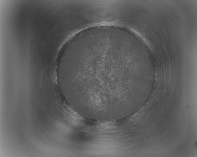 X0000073831262200608101154