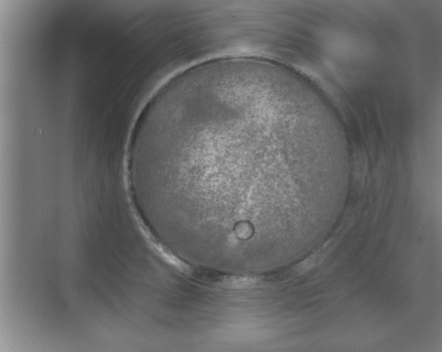 X0000073831278200608101154