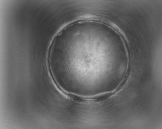 X0000073831429200608101152