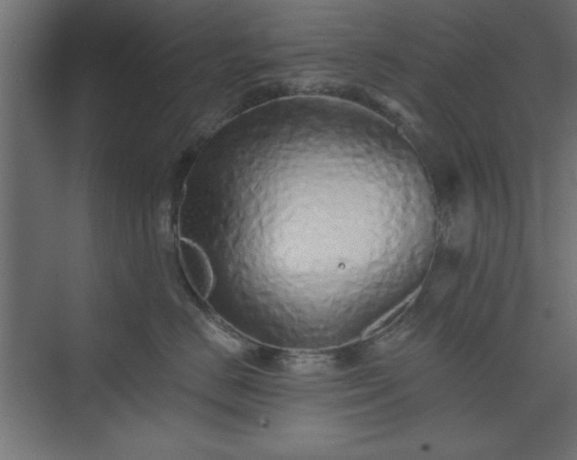 X0000073830670200608170942