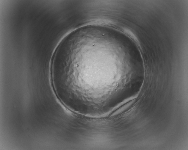 X0000073831103200608170934