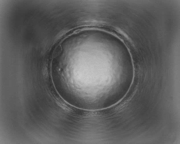 X0000073831259200608170932