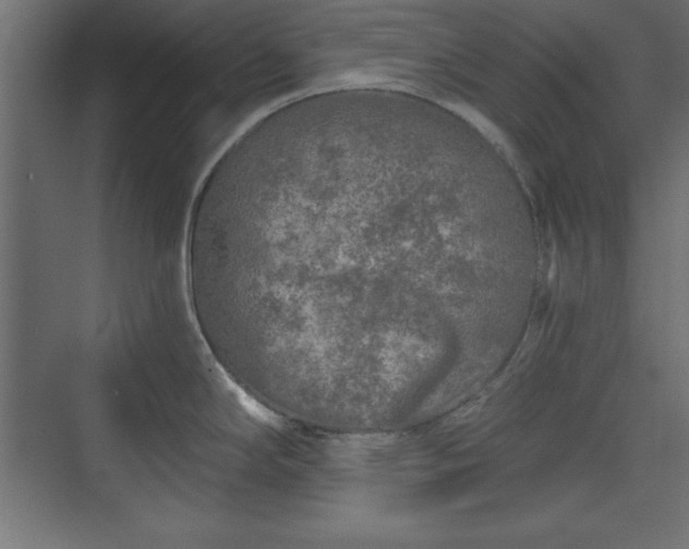 X0000073831294200608170931