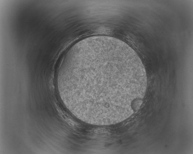 X0000073830146200608241000