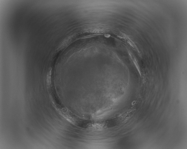 X0000073830163200608241000