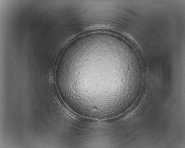 X0000073830929200608240947