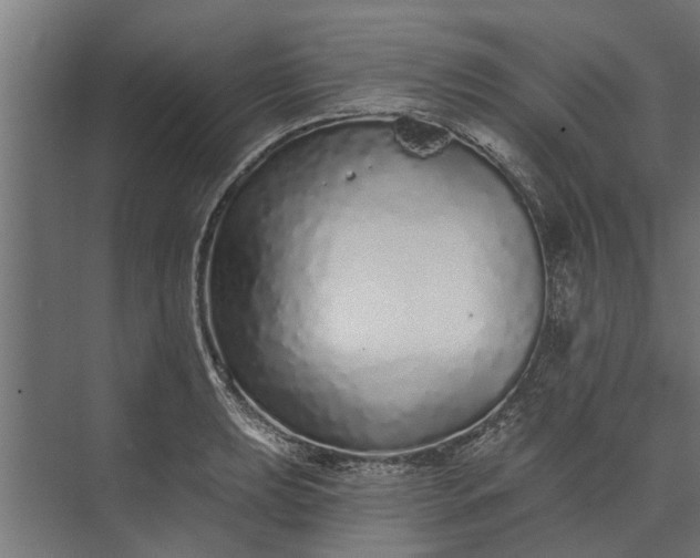 X0000073831039200608240946