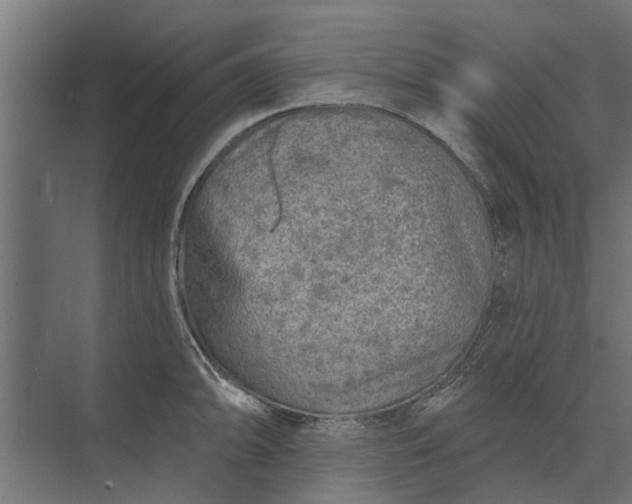 X0000073831094200608240944