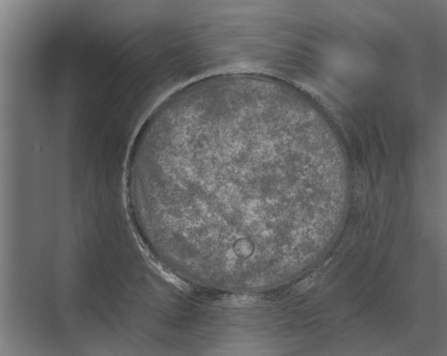 X0000073831278200608240941