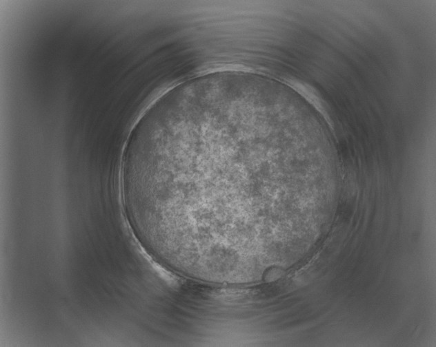 X0000073831290200608240941