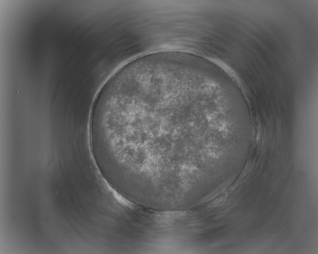 X0000073831294200608240941