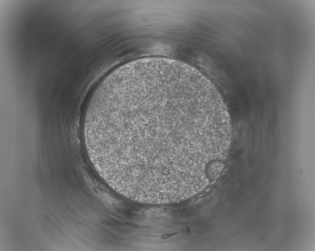 X0000073830146200608311917