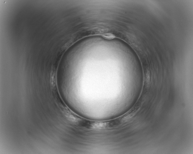 X0000073830177200608311918