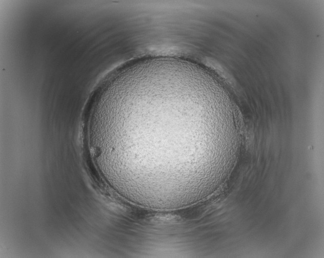 X0000073830583200608311911