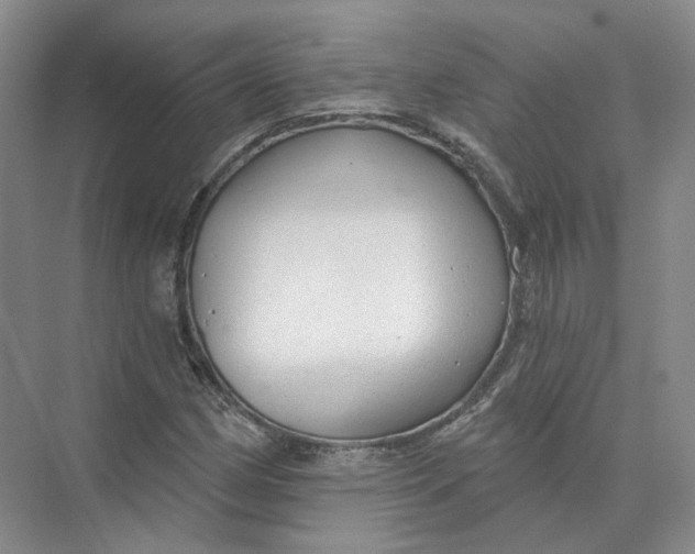 X0000073831162200608311901