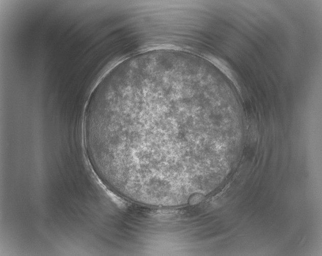 X0000073831290200608311859