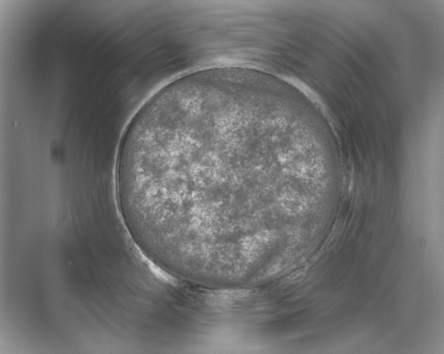 X0000073831294200608311859