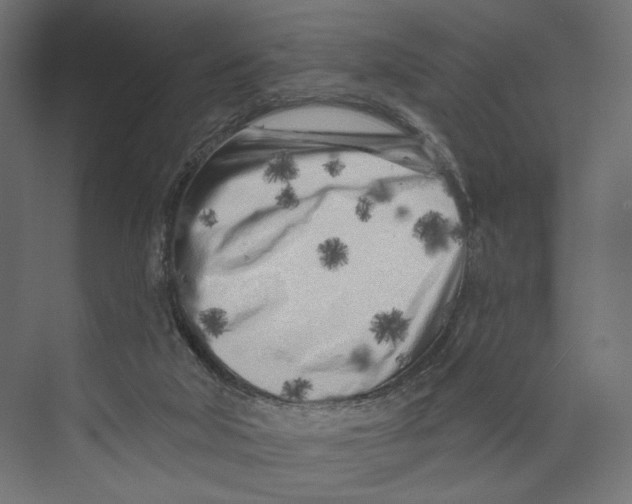 X0000073830018200609071527