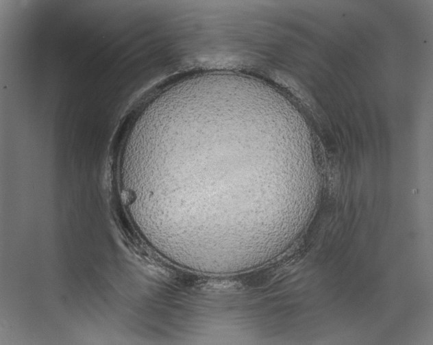 X0000073830583200609071517