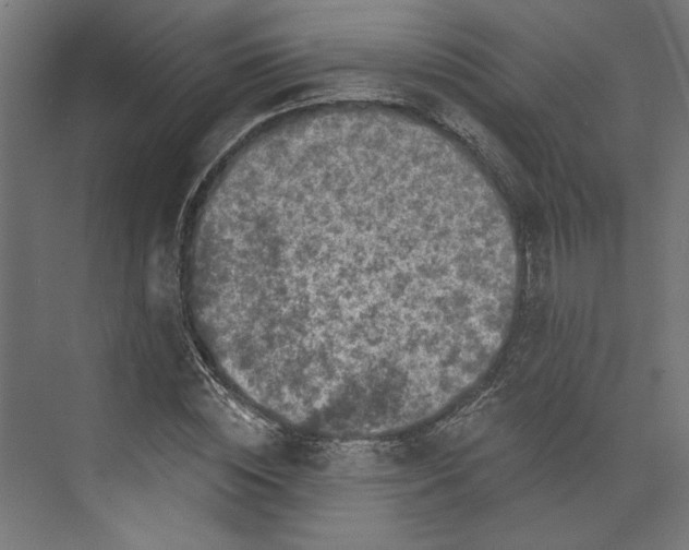 X0000073830828200609071512