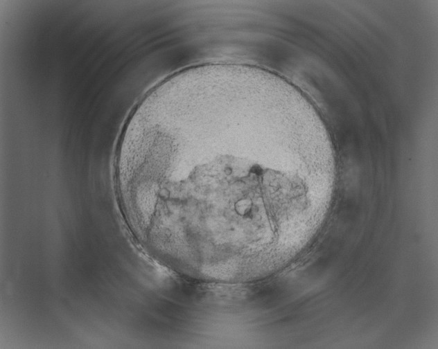 X0000073830856200609071513