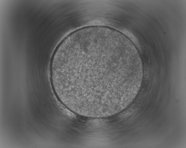 X0000073830950200609071511