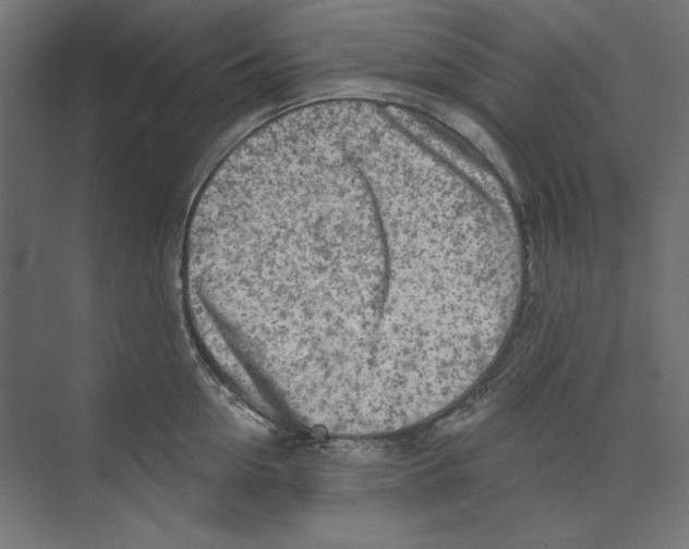 X0000073830954200609071511