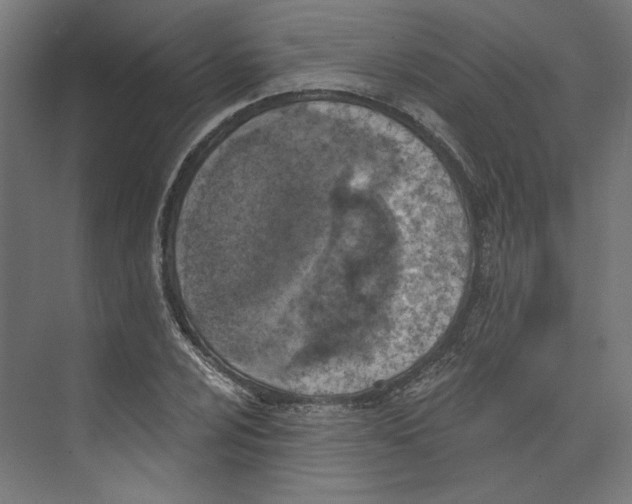 X0000073831024200609071509