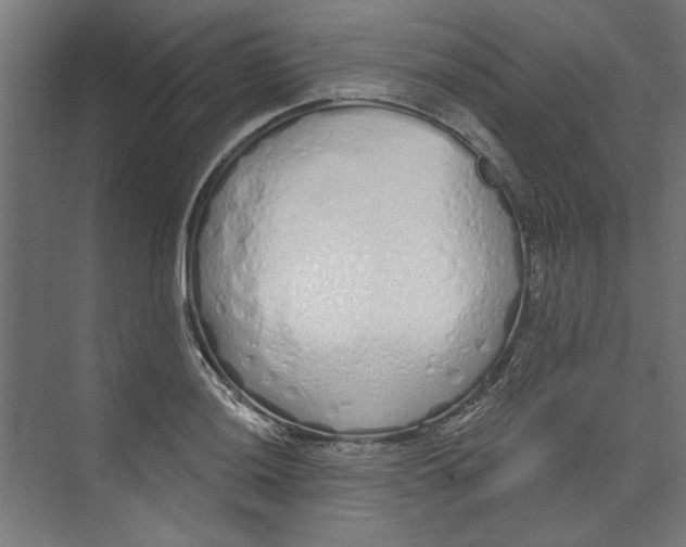 X0000073831036200609071509