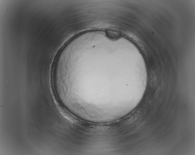 X0000073831039200609071509