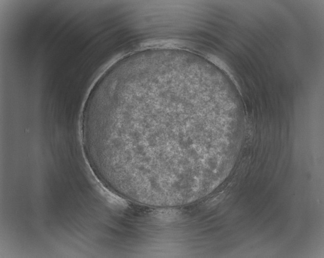 X0000073831090200609071508