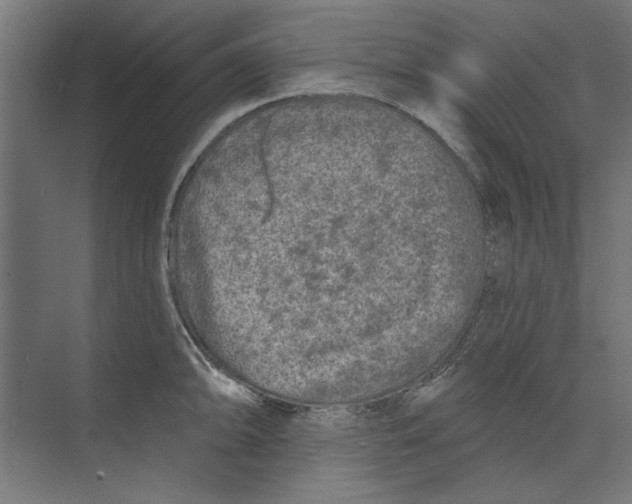 X0000073831094200609071508