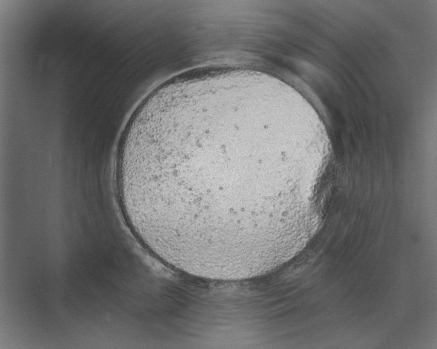 X0000073831099200609071508