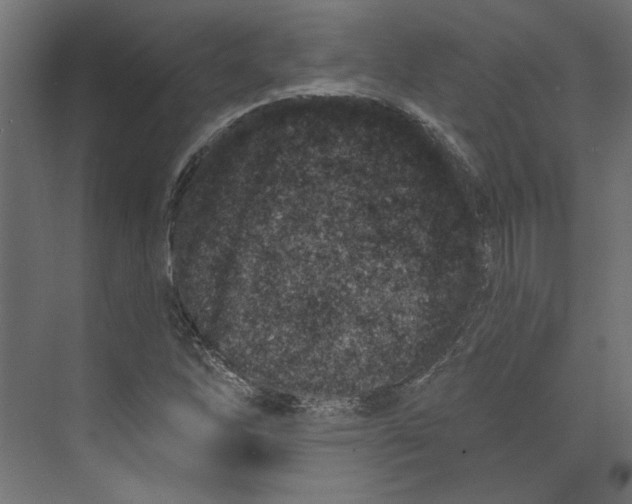 X0000073831262200609071505