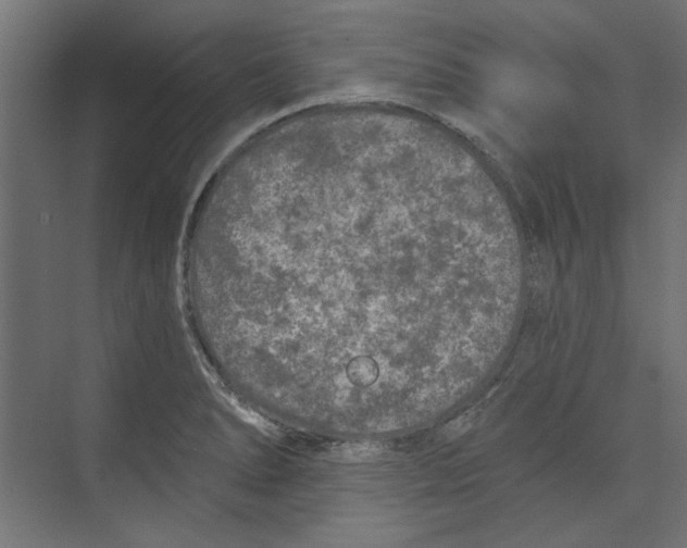 X0000073831278200609071505