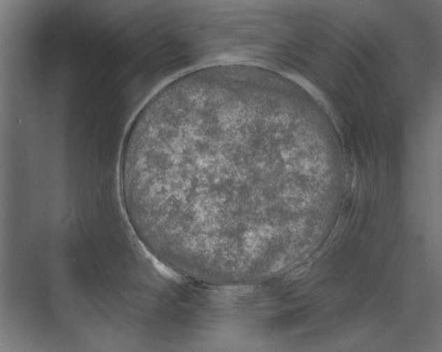 X0000073831294200609071505