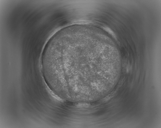 X0000073831466200609071502